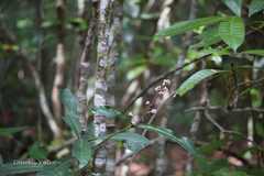Ardisia missionis